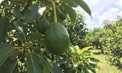 img aguacates 01
